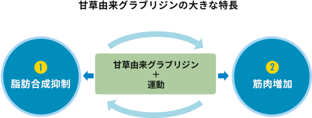  甘草由来グラブリジンの大きな特長を表した図。①脂肪合成抑制②筋肉増加