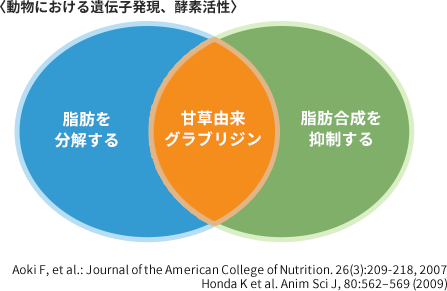 動物における遺伝子発現と酵素活性のメカニズム：脂肪を分解する円と脂肪の合成を抑える円が重なったところに甘草由来グラブリジンがある