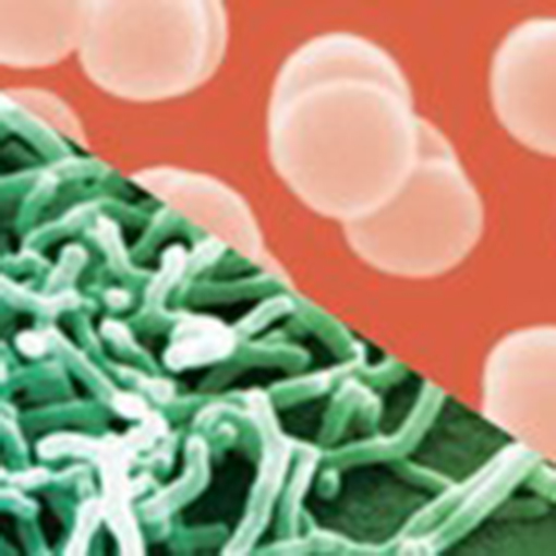 フィズス菌：ビフィドバクテリウム・ロンガム KABP®-042と、乳酸菌：ペディオコッカス・ペントサセウス KABP®-041のサムネイル画像
