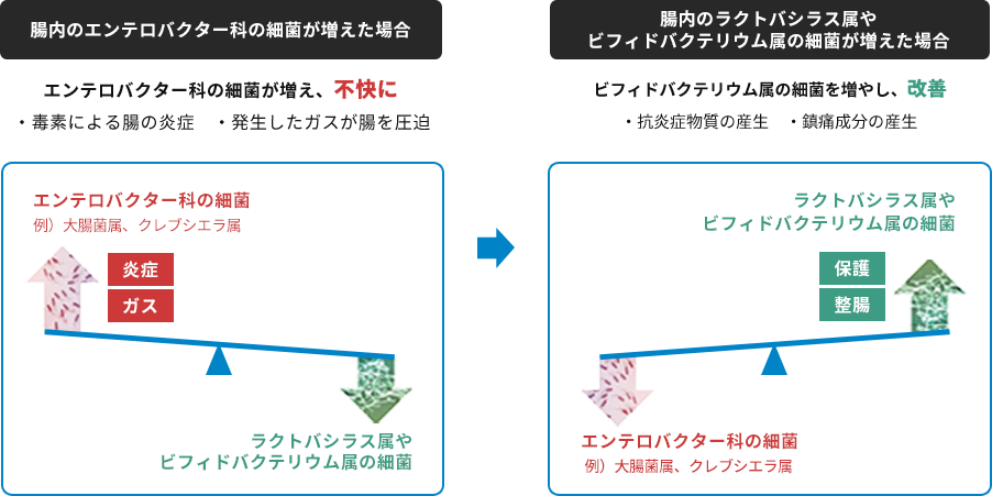  腸内最近バランスの変化と町内環境の関係を説明した図。 腸内のエンテロバクター科の細菌（例は大腸菌属、クレブシエラ属）が増えた場合、不快に。：・毒素による腸の炎症・発生したガスが腸を圧迫。 腸内のラクトバシラス属やビフィドバクテリウム属の細菌が増えた場合、改善。：・抗炎症物質の産生・鎮痛成分の産生。