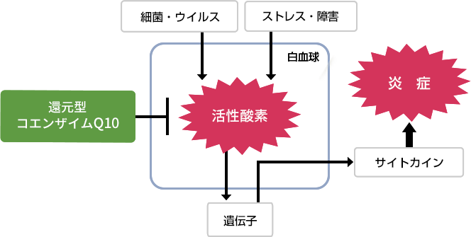 抗炎症作用の仕組みと、それを還元型コエンザイムQ10が抑える仕組みを表現した図