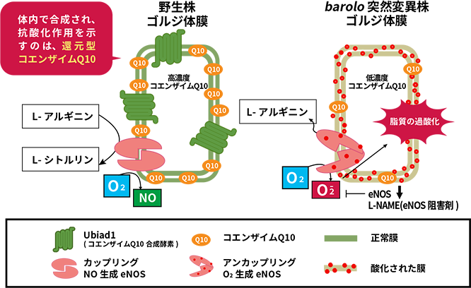 体内で合成され、抗酸化作用を示すのは還元型コエンザイムQ10ということを表すイラストの図