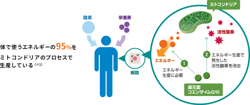 体で使うエネルギーの95%をミトコンドリアのプロセスで生産していることを説明するイラスト図(※3）還元型コエンザイムQ10は①エネルギー生産に必要で②エネルギー生産で発生した活性酸素を消去する