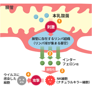 本乳酸菌のによる免疫力の活性化を説明するイラスト