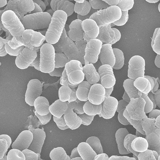 乳酸菌：ラクトバシラス・プランタラム、ペディオコッカス・アシディラクティシのサムネイル画像