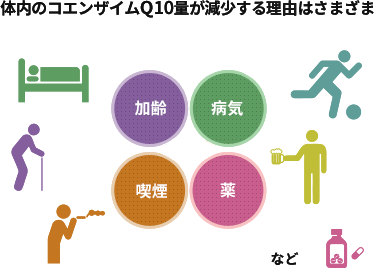 体内のコエンザイムQ10量が減少する原因はさまざまで、加齢やストレス、病気、禁煙、薬など