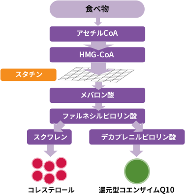 ルートを示す図。 食べ物→アセチルCtoA→HMG-CtoA→スタチン→メバロン酸→ファルネシルピロリン酸まで同じ。その後コレステロールはスクワレン、還元型コエンザイムQ10はデカプレニルピロリン酸を経て作られる。