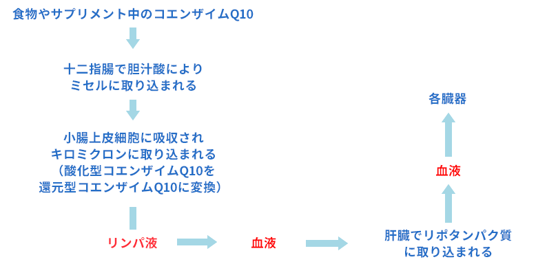 酸化型コエンザイムQ10が小腸から吸収されてリンパ管に移行する過程で還元型に変換されることを表した図