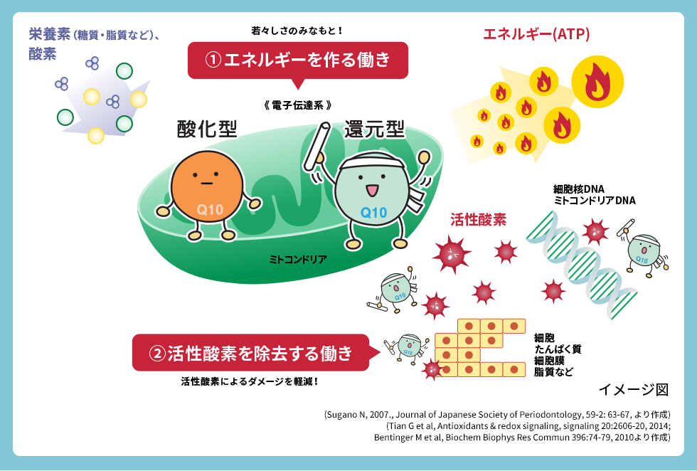  栄養素（糖質・脂質など）や酵素を元に、ミトコンドリアでコエンザイムQ10がエネルギーを作り、活性酸素を除去する働きをイラストで説明したイメージ図