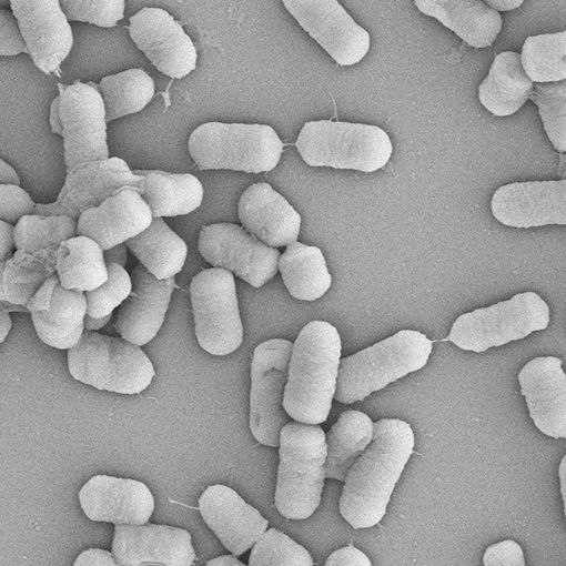 乳酸菌：ラクトバシラス・プランタラムのサムネイル画像