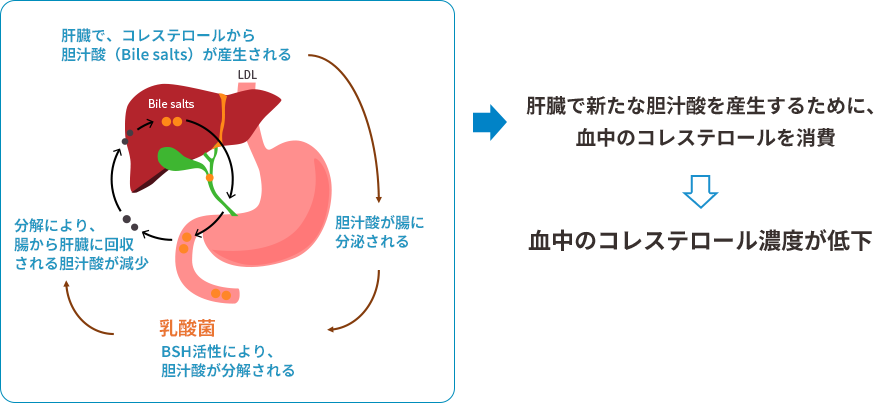 胆汁酸の産生と血中コレステロール濃度低下の図