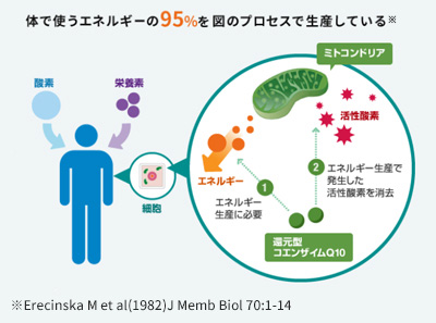 体で使うエネルギーの95%を図のプロセスで生産していることを説明するイラスト