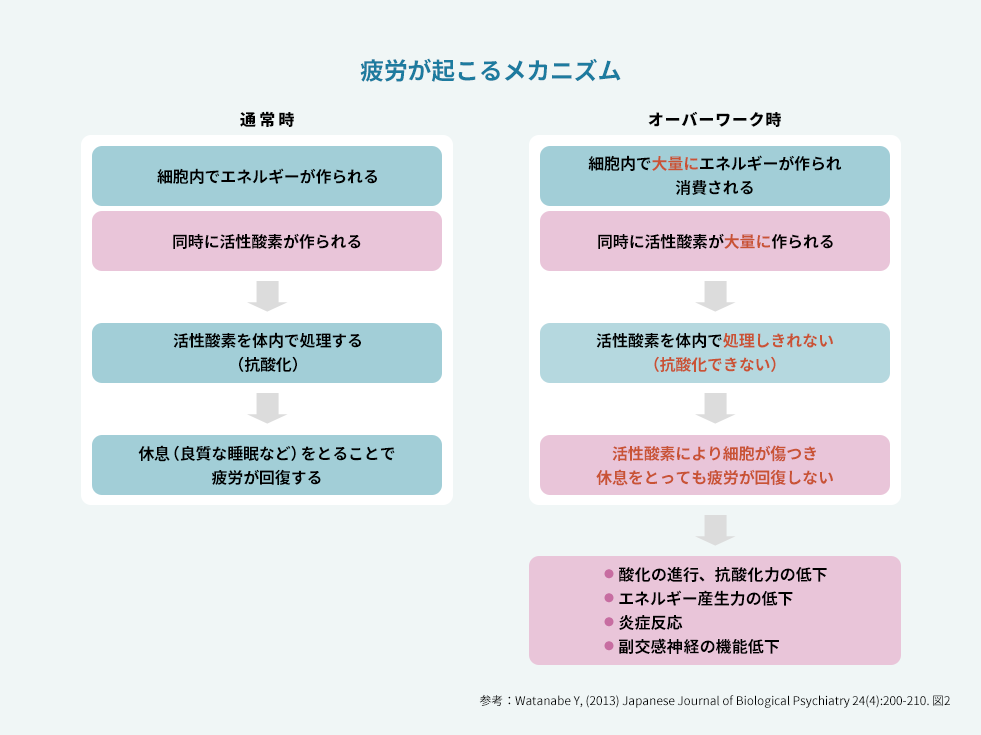 疲労が起こるメカニズムを説明した図。通常時とオーバーワーク時で説明している。