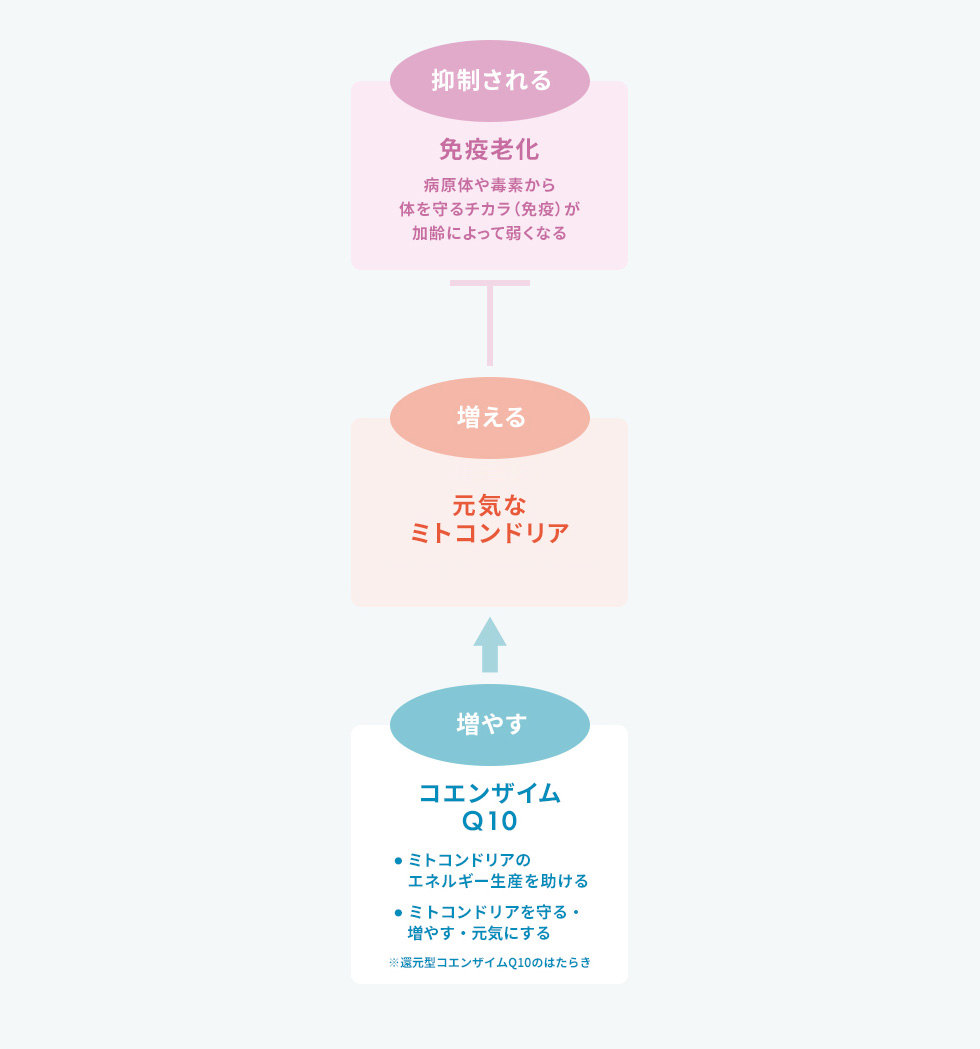 免疫老化：病原体や毒素から体を守るチカラ（免疫）が加齢によって弱くなる。 還元型コエンザイムQ10：ミトコンドリアのエネルギー生産を助ける。ミトコンドラを守る、増やす、元気にする。 元気なミトコンドリア：増える。